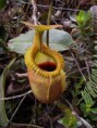 /album/fotogaleria-nepenthes/prevziat-1-jpg6/